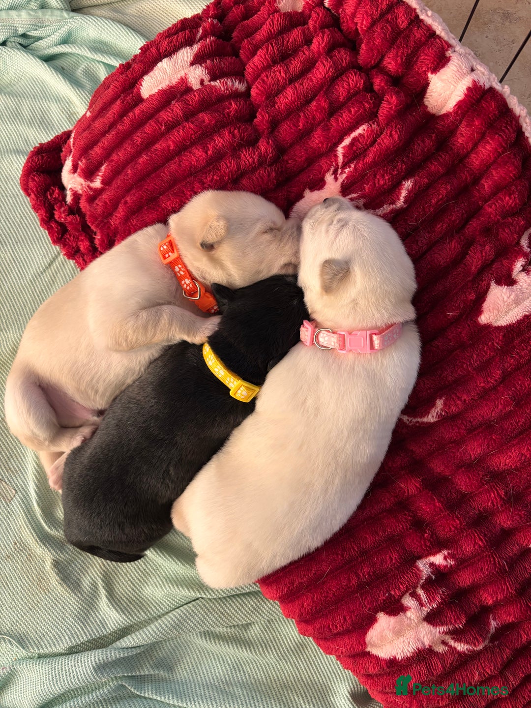 Mixed Breed dogs for sale: Huskador - Image 3