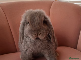 Mini Lop rabbits X2 Beautiful Mini Lop buck ready now - Advert 14