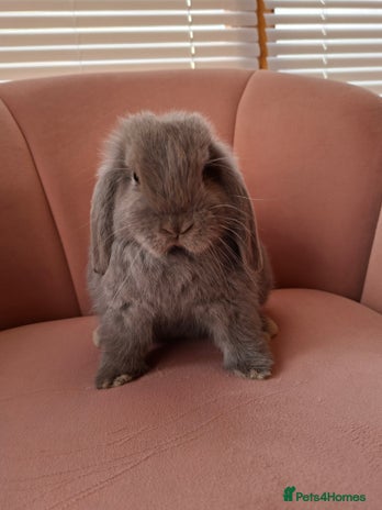 Mini Lop rabbits X2 Beautiful Mini Lop buck ready now - Advert 2