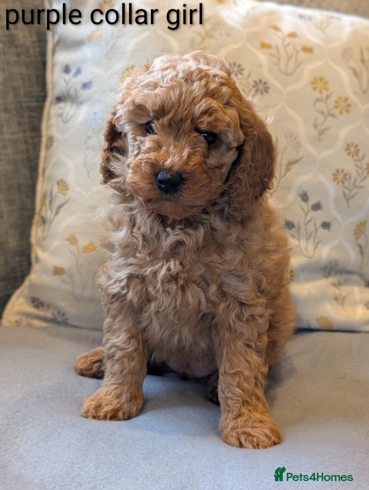 Cockapoo dogs Adorable Cockapoo puppies - Advert 1