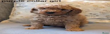 Cockapoo Puppy 2