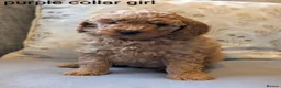 Cockapoo dogs for sale: Adorable Cockapoo puppies - Advert 1