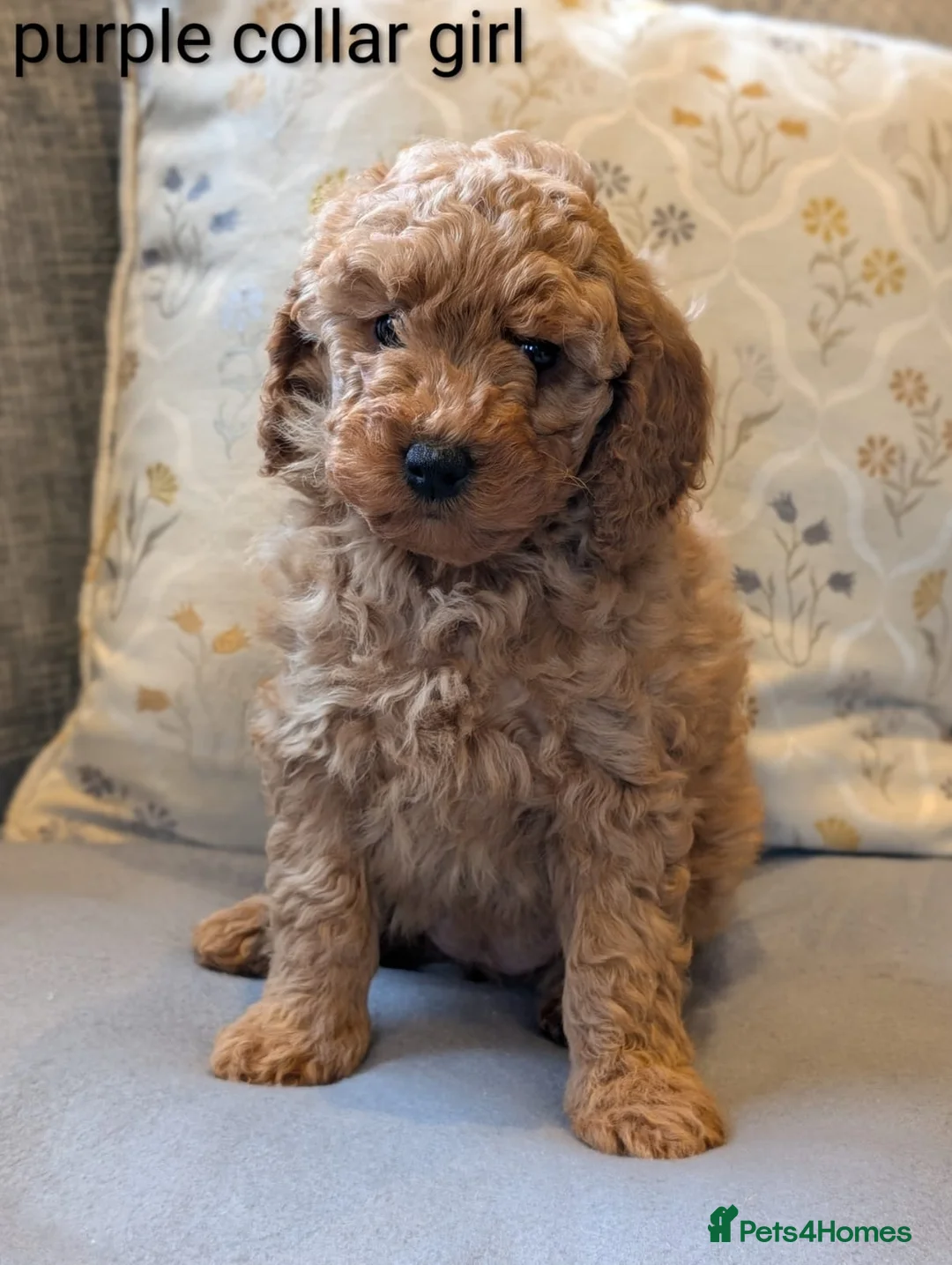 Cockapoo dogs for sale: Adorable Cockapoo puppies - Advert 1