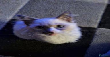Ragdoll cats - Advert 10