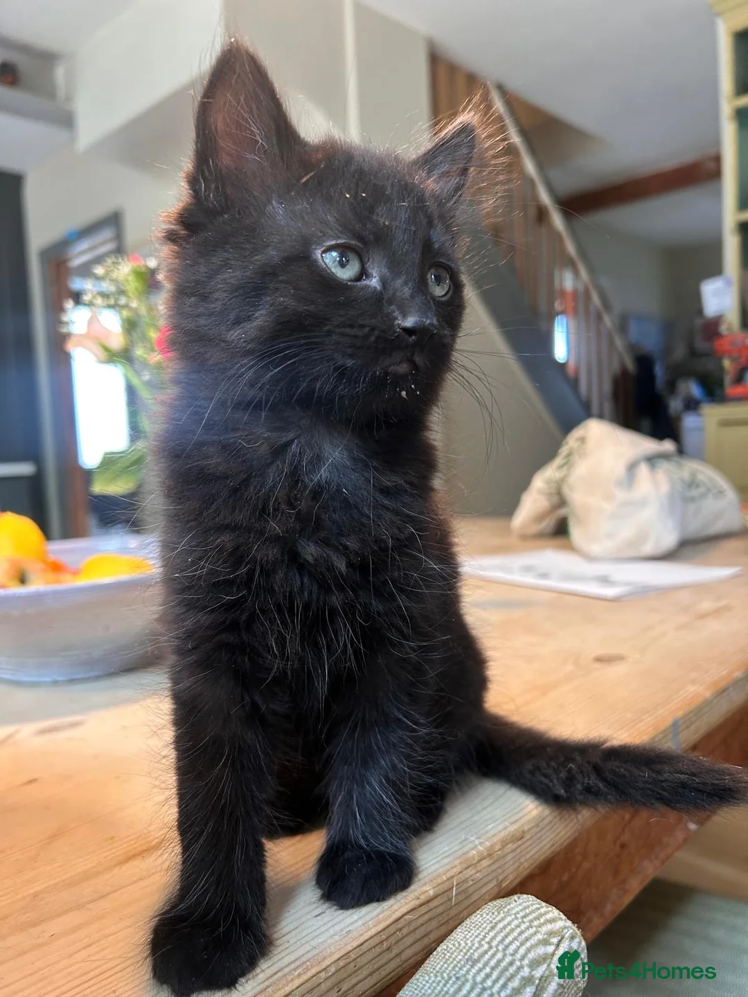 Mixed Breed cats for sale: 3 male kittens  - Advert 2