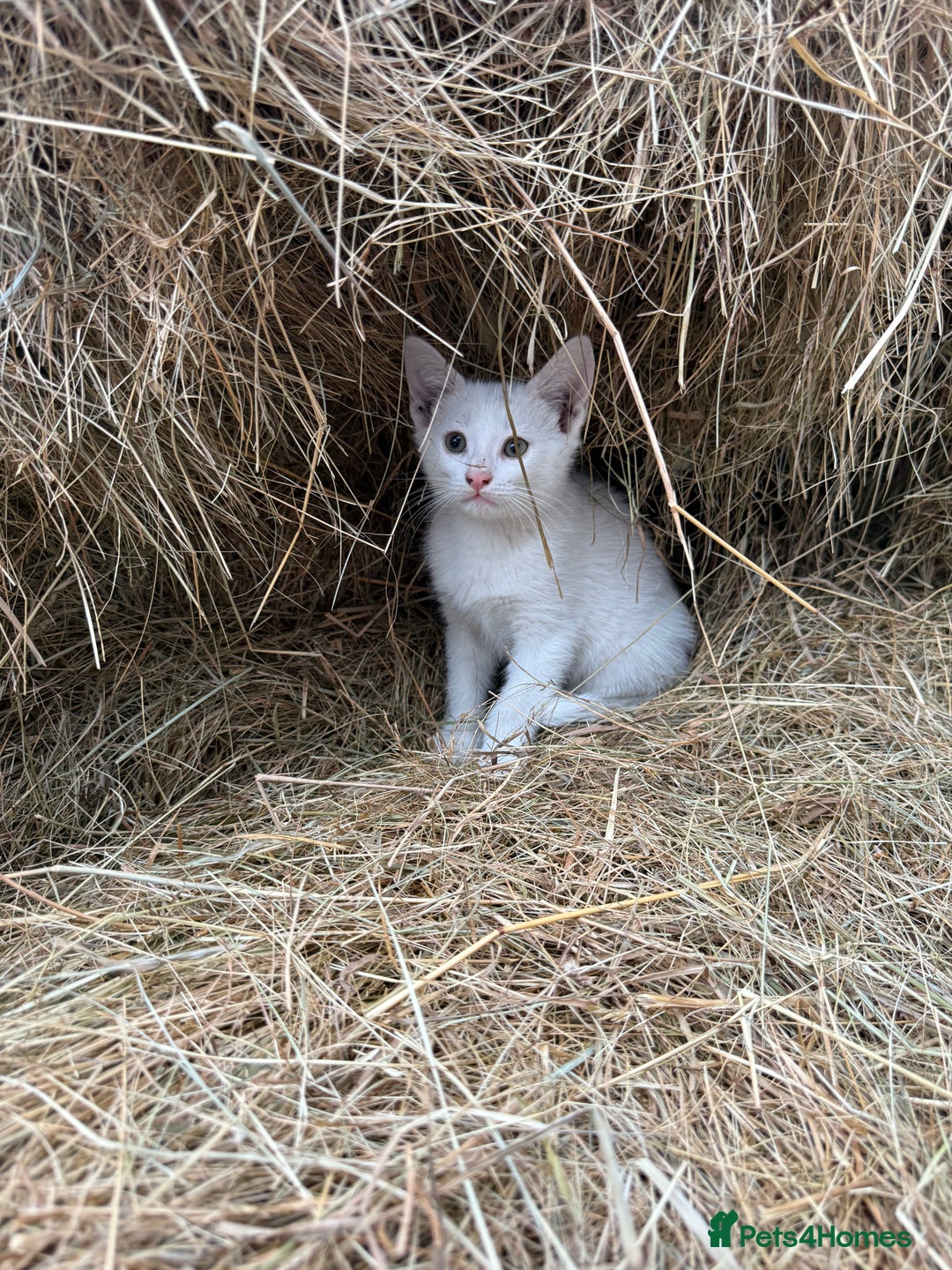 Siamese cats for sale: Stunning Siamese X Ragdoll kittens  - Image 4