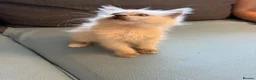 Birman cats for sale: Beautiful Female Birman Kitten – 9 Weeks  - Advert 6