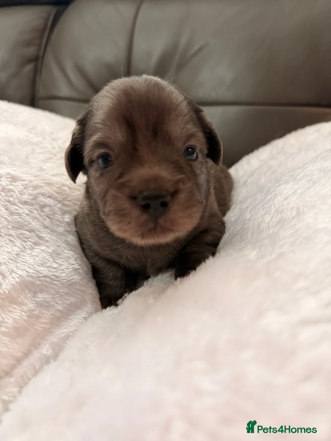 Mixed Breed dogs for sale: French sausages - Advert 19