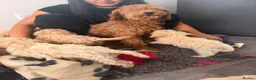 Cockapoo dogs for sale: F1b cockerpoos ready tomorrow  - Advert 4