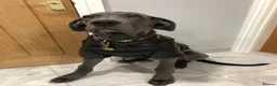 Great Dane dogs for sale: Great Dane Looking For Loving New Home - Advert 14