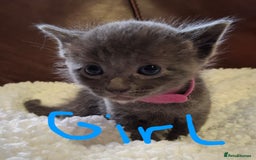 Ragdoll cats for sale: Ragdoll x BSH kittens (individually priced) - Image 19