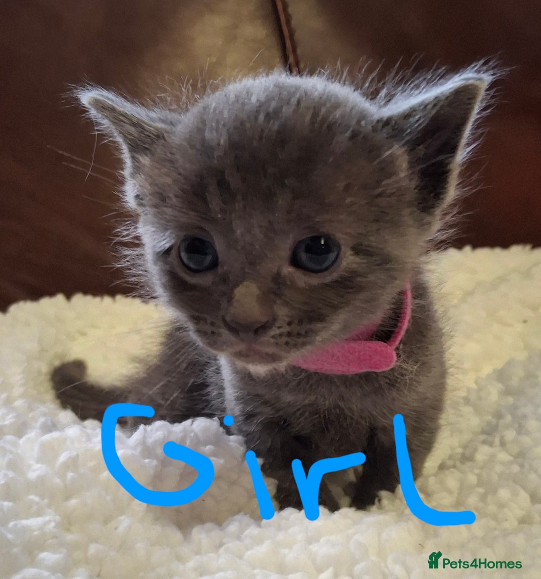 Ragdoll cats for sale: Ragdoll x BSH kittens (individually priced) - Image 19