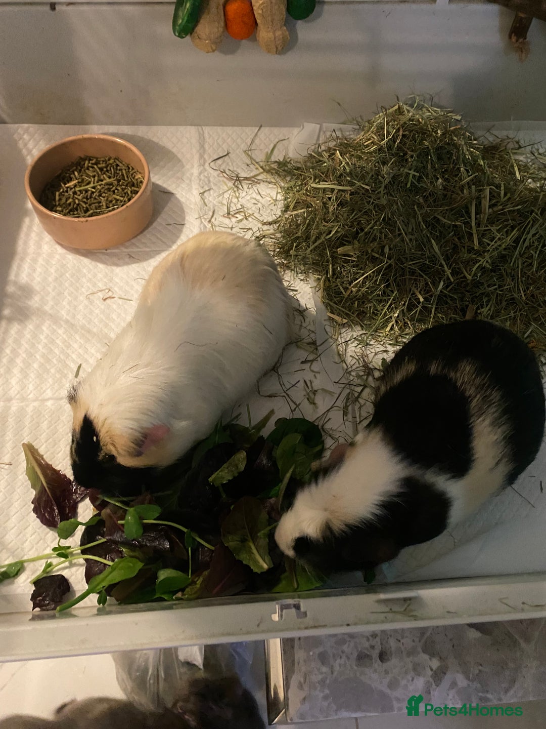 Guinea Pig rodents for sale: Friendly Guinea pigs with cage  - Advert 3