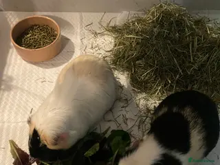 Guinea Pig rodents Friendly Guinea pigs with cage - Advert 18