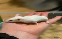 Mouse rodents for sale: Fancy Mice - Image 2