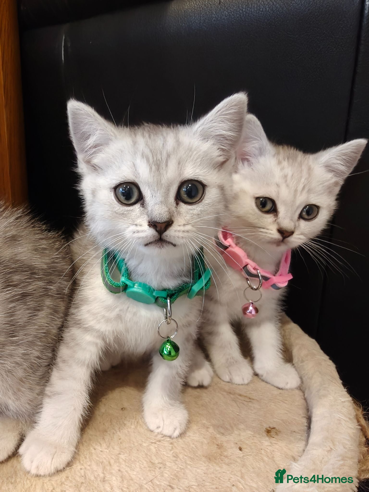 Scottish Fold cats Scottish fold and straight kittens. - Advert 5