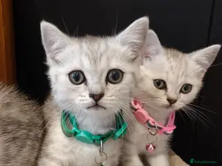 Scottish Fold cats Scottish fold and straight kittens. - Advert 5