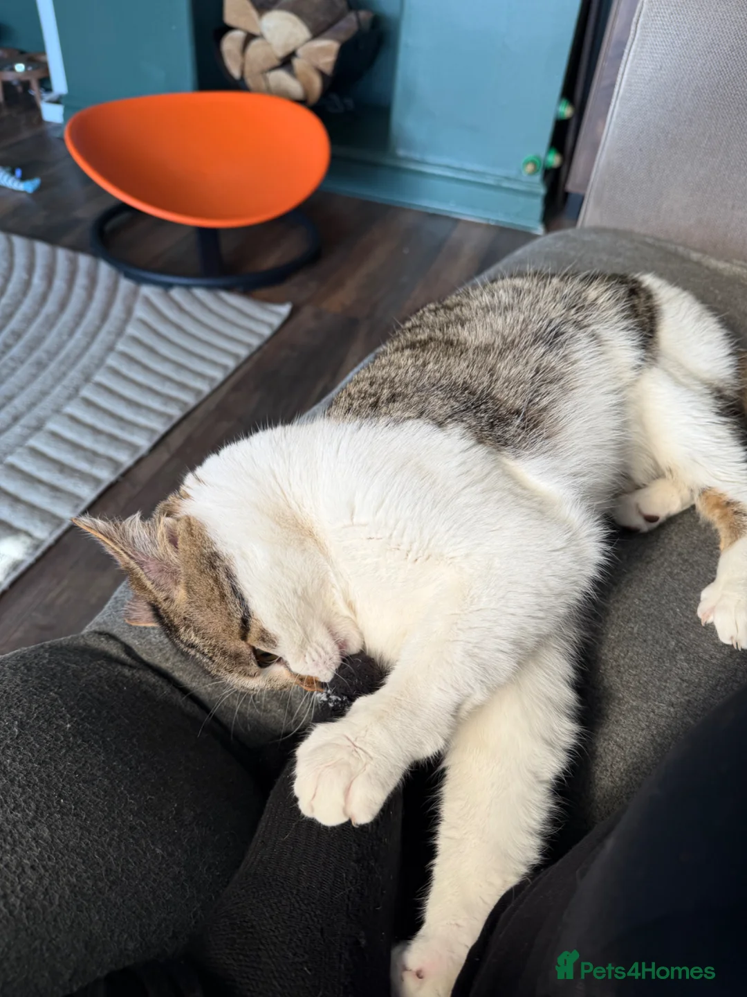 Mixed Breed cats for sale: Male cat for rehoming  - Advert 10