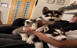 Siberian Husky dogs for sale: Siberian husky puppy’s for sale  - Advert 29