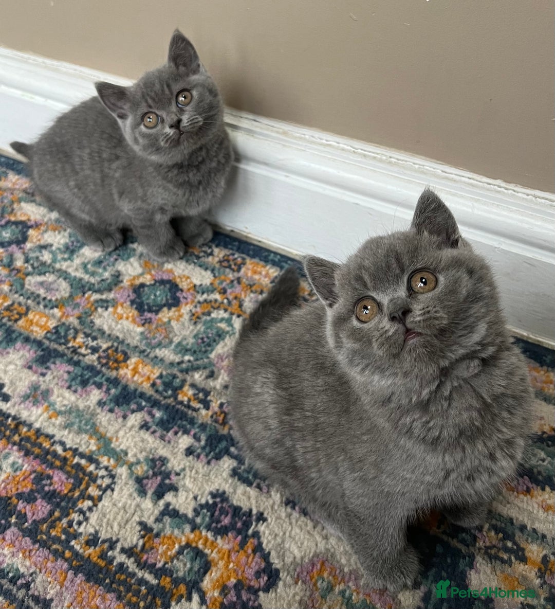 British Shorthair cats for sale: Beautiful British shorthair kittens  - Advert 12