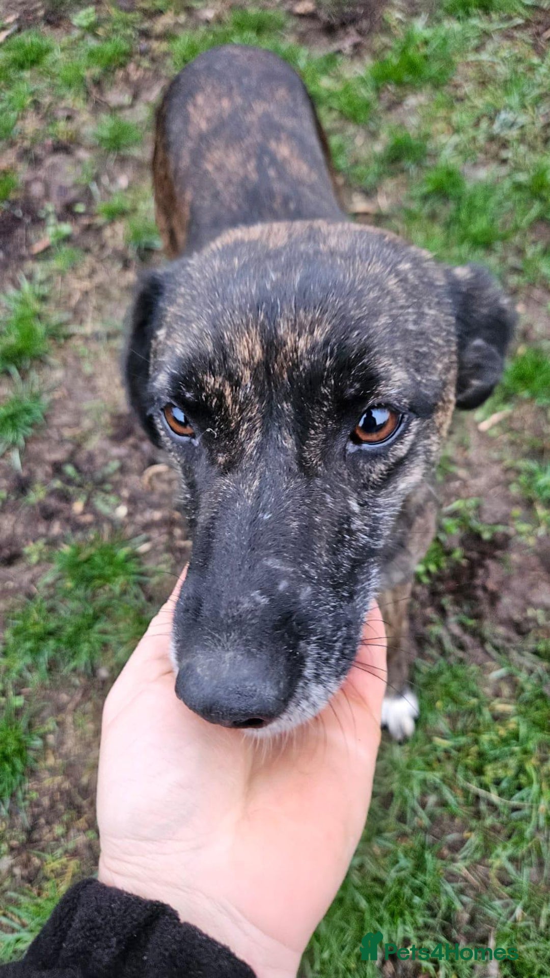 Mixed Breed dogs for adoption: LOLA – Gentle Soul, Bright Eyes & Pure Devotion🤍 - Advert 7
