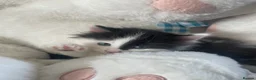 Mixed Breed cats for sale: Beautiful kittens for sale in Castleford - Advert 2