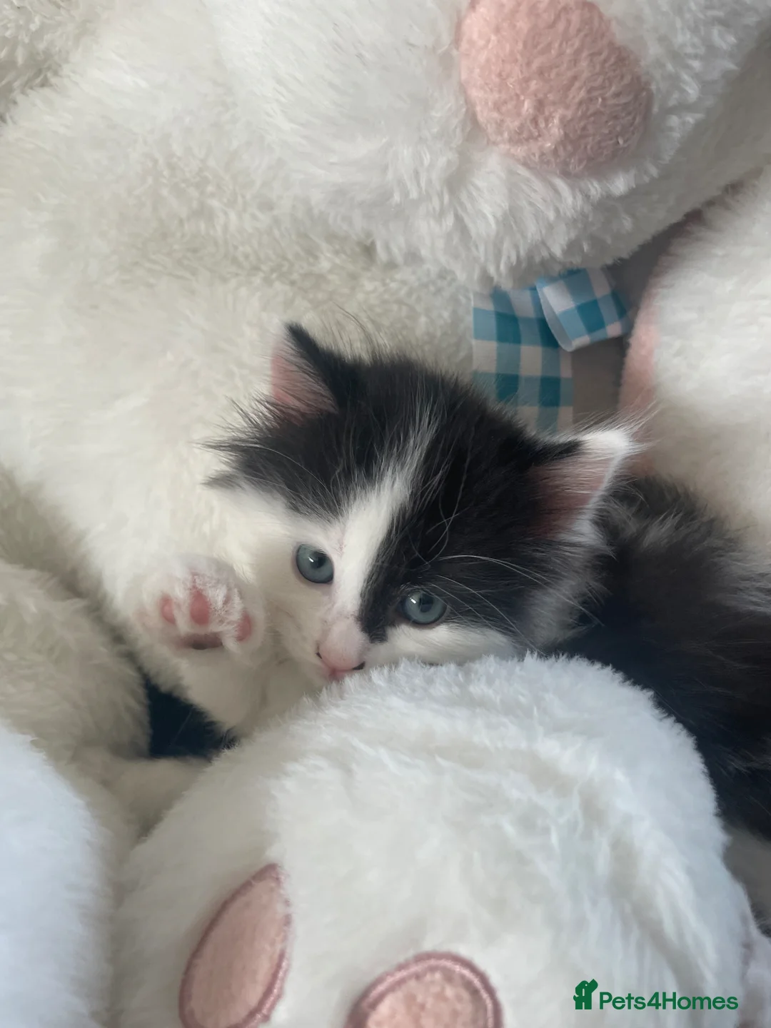 Mixed Breed cats for sale: Beautiful kittens for sale in Castleford - Advert 2