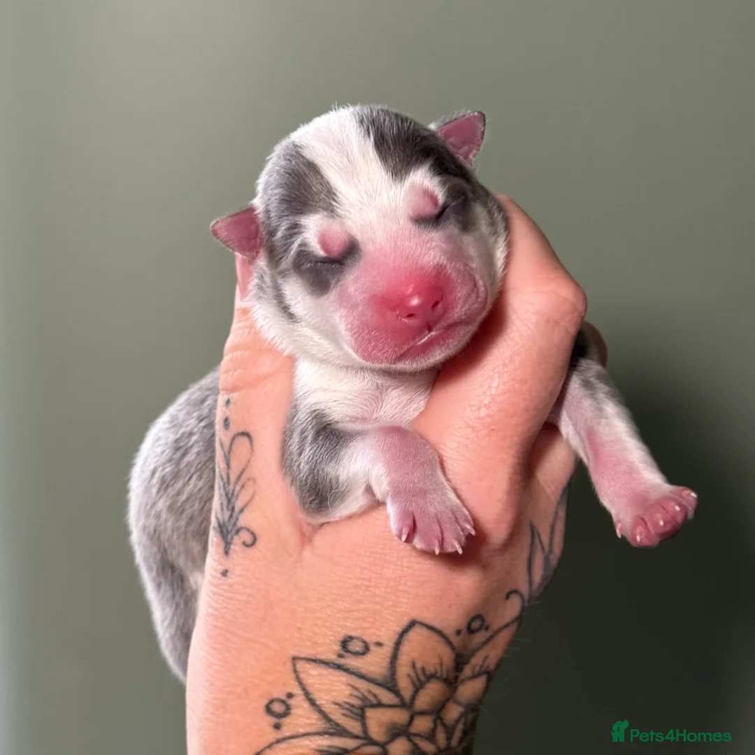Pomsky dogs for sale: F4 Pomsky Puppies  - Advert 26