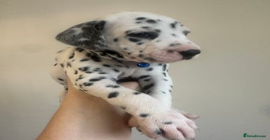 Dalmatian dogs - Advert 1