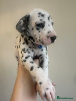 Dalmatian dogs - Advert 1