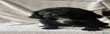 Cocker Spaniel 2