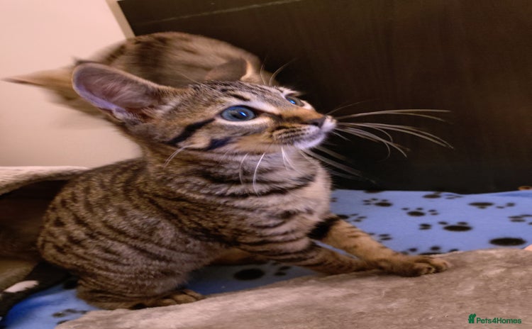 Bengal cats in Woking - Advert 1