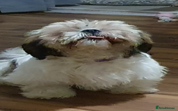 Shih Tzu dogs for sale: Dog for sale  - Image 4