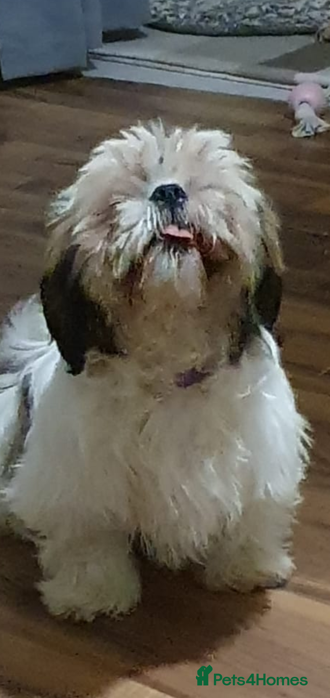 Shih Tzu dogs for sale: Dog for sale  - Image 4