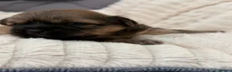 Shih Tzu dogs for sale: Shihtzu babies - Advert 7