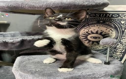 Mixed Breed cats for sale: Beautiful kitten ready to go!!😸 - Image 3