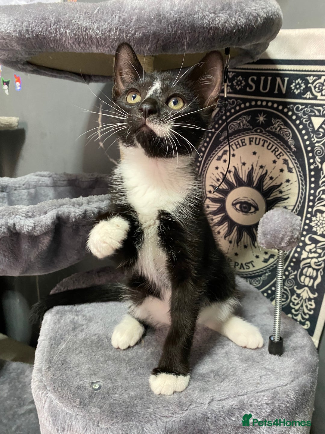 Mixed Breed cats for sale: Beautiful kitten ready to go!!😸 - Image 3