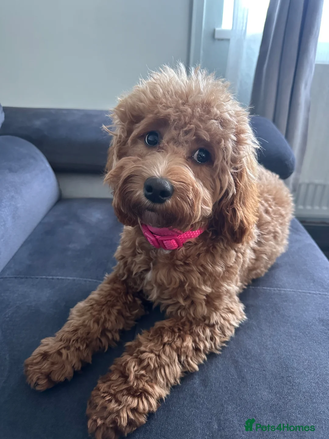 Cockapoo dogs for sale: Adorable puppies for Reservation in Deeside - Advert 1