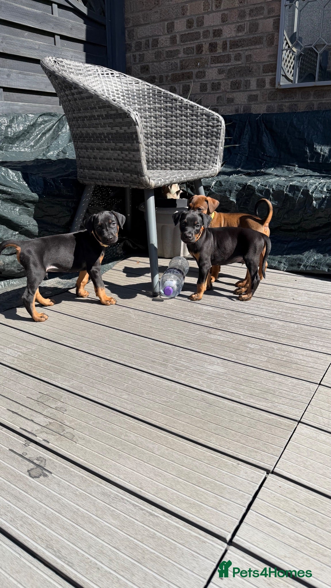 Dobermann dogs 15 Doberman Pups | Ready to leave THIS WEEKEND!!  - Advert 2