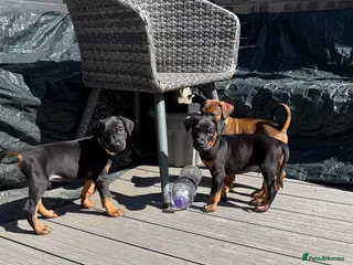 Dobermann dogs 15 Doberman Pups | Ready to leave THIS WEEKEND!! - Advert 2
