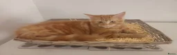 Maine Coon cats for sale: Maine coon mixed lovely kittens  in Northampton - Advert 5