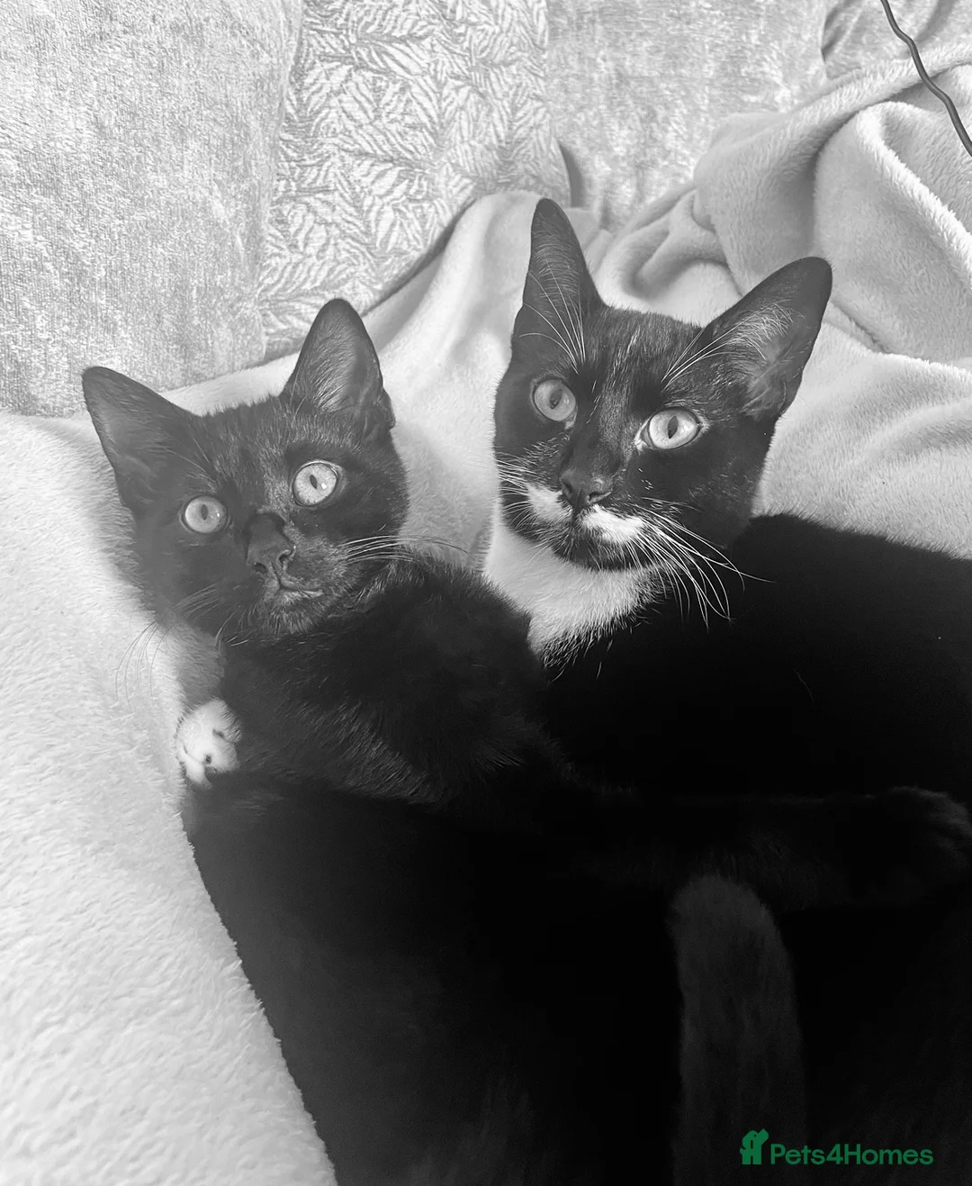 Mixed Breed cats for sale: Pair of male house cats in Wigan - Advert 2