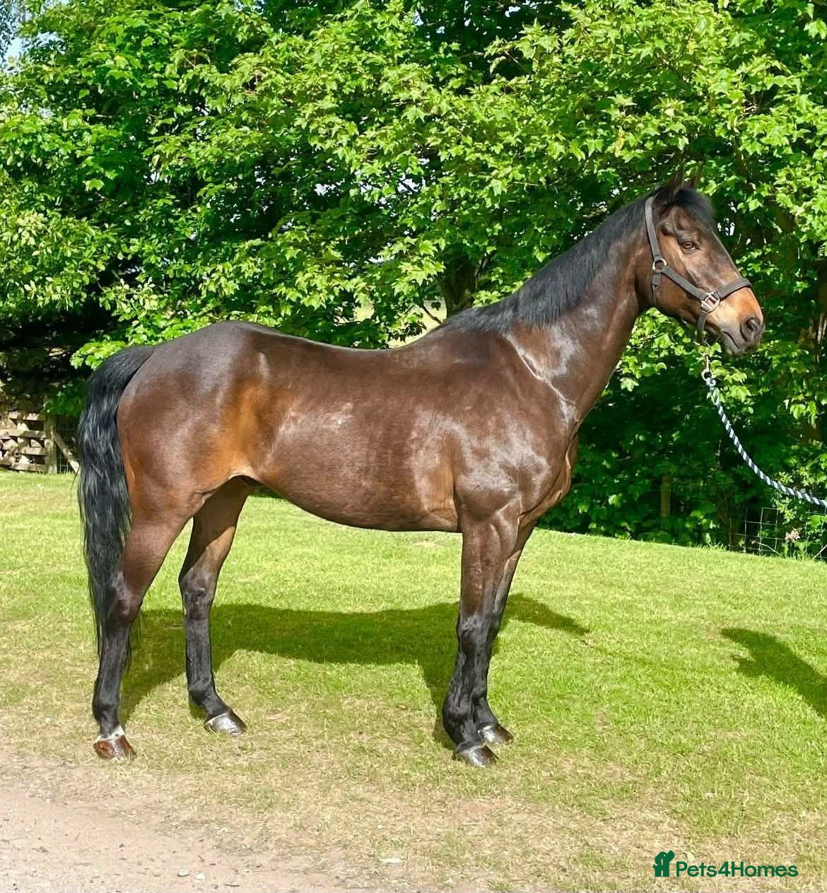 Irish Sports horses 16.1hh 18-Years-Gelding Looking for Forever Home - Advert 12