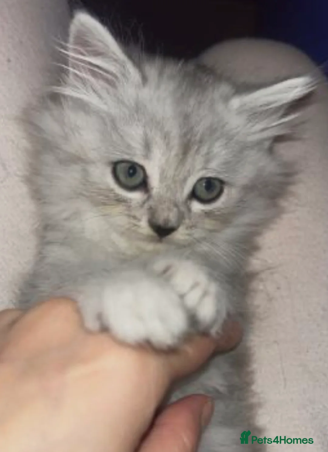 Scottish Fold cats for sale: Fluffy British long hair kittens   - Advert 3