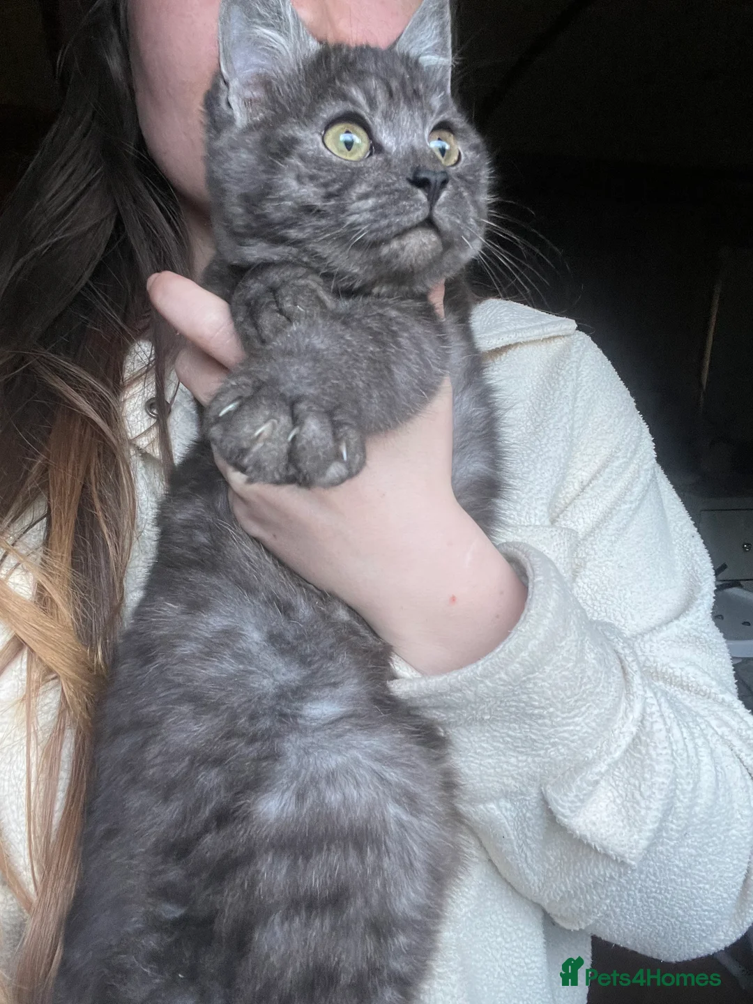 Bengal cats for sale: Bengal kittens  - Advert 22