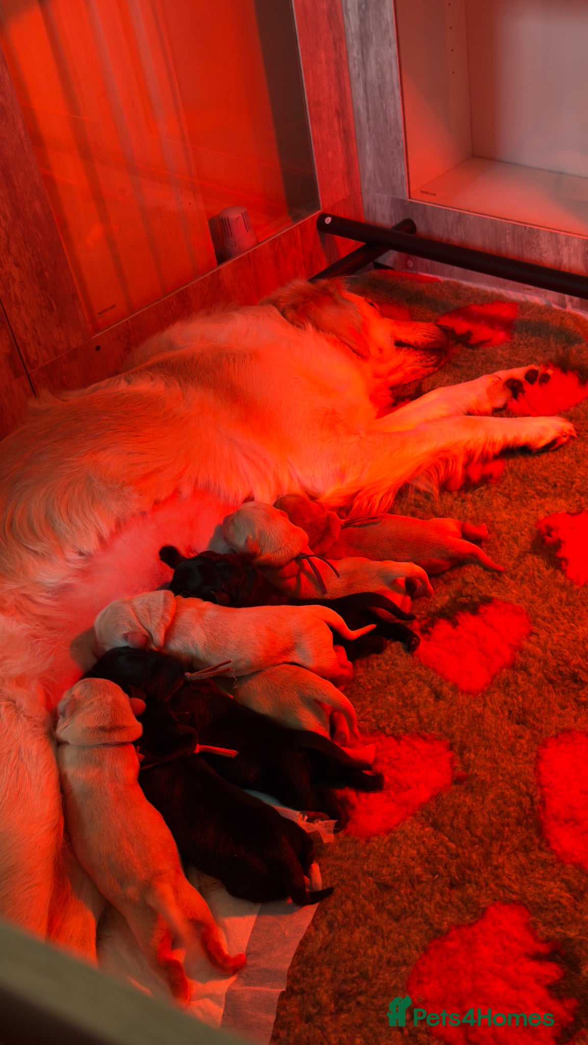 Goldador dogs Beautiful Goldador Puppies - Advert 10