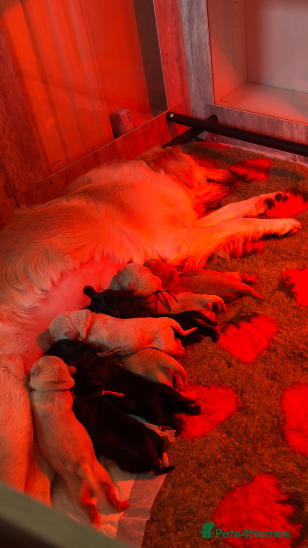 Goldador dogs for sale: Beautiful Goldador Puppies - Advert 1