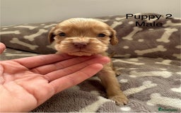 Cocker Spaniel dogs for sale: 🐾⭐️Exceptional ShowType Cocker Spaniel Puppys🐾⭐️ - Image 22