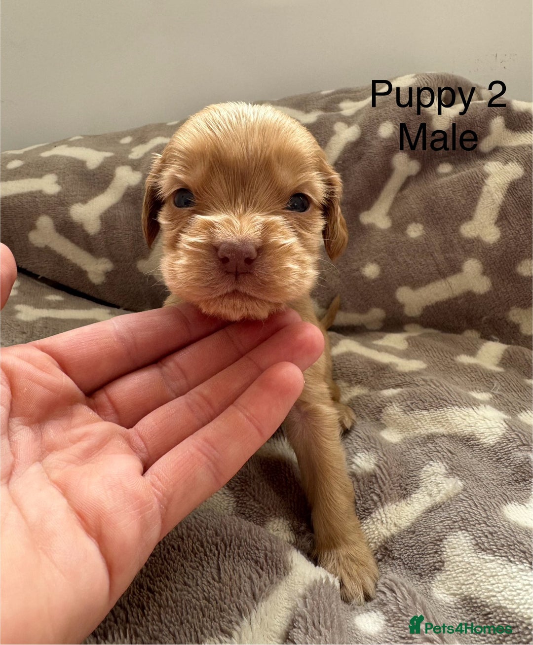 Cocker Spaniel dogs for sale: 🐾⭐️Exceptional ShowType Cocker Spaniel Puppys🐾⭐️ - Image 22