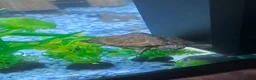 Terrapin reptiles for sale: Razor back musk turtle  - Advert 4